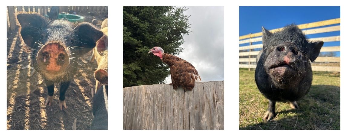 Select Image